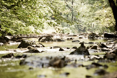 Wandern auf dem Soonwaldsteig