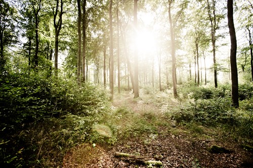 Wandern auf dem Soonwaldsteig